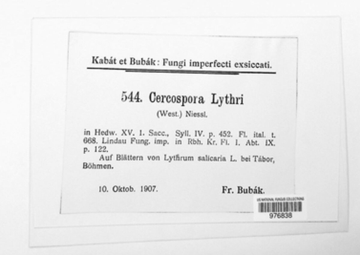 Zasmidium lythri image